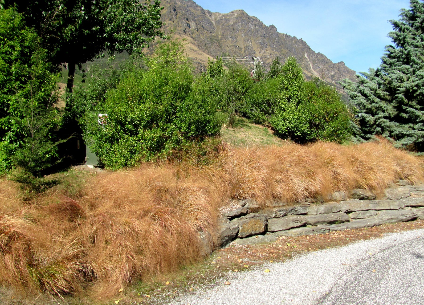 Dancing in the Breeze: Exploring Seven Native New Zealand Grasses
