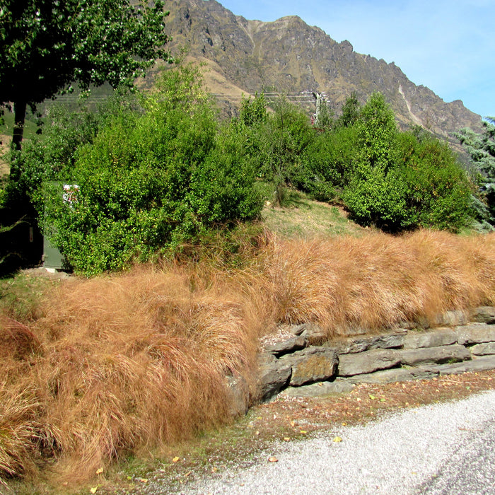 Dancing in the Breeze: Exploring Seven Native New Zealand Grasses