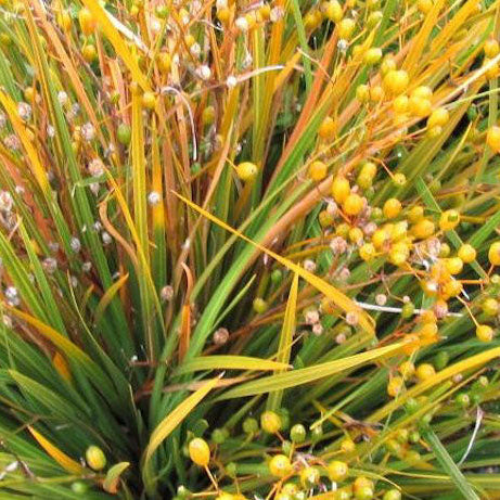 Discover the Golden Grace of Libertia ixioides: A Native Gem for Every Garden