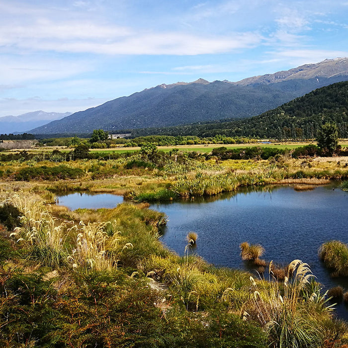 Planting Riparian margins such as rivers, creeks, lakes, streams with New Zealand native plants