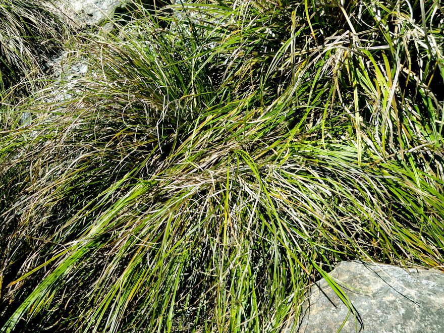 Carex Solandri