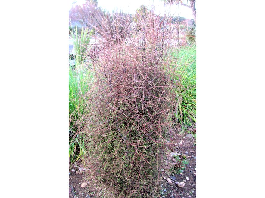 Coprosma Rubra x 1