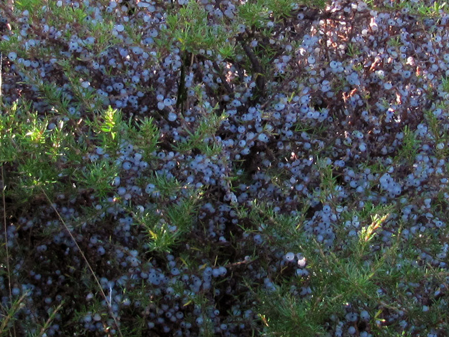 Coprosma propinqua