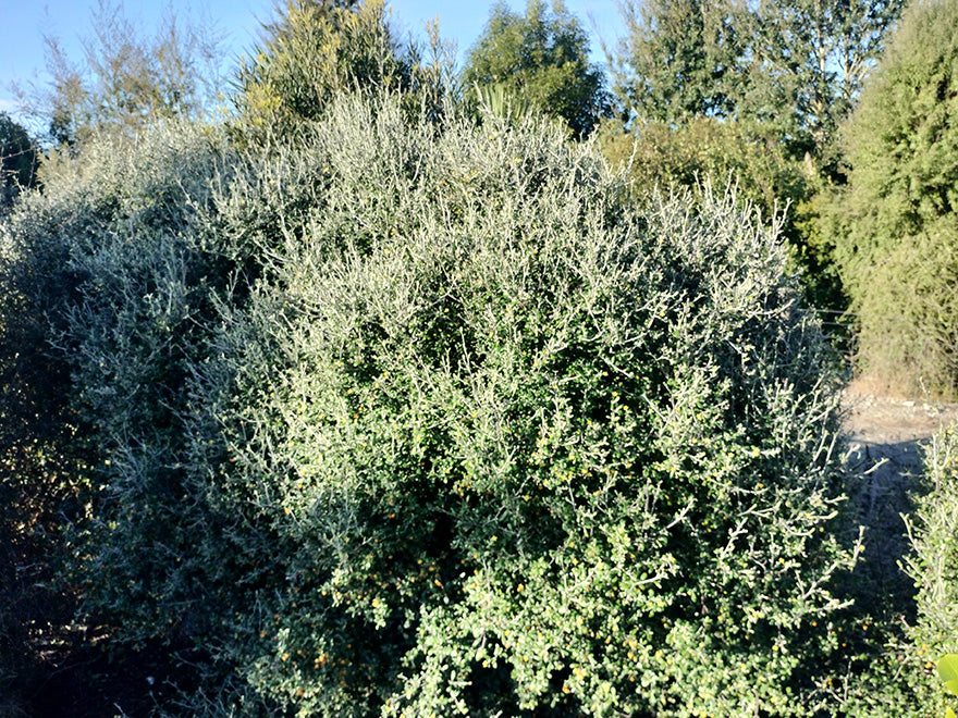 100x Corokia leprechaun - $3.99 each