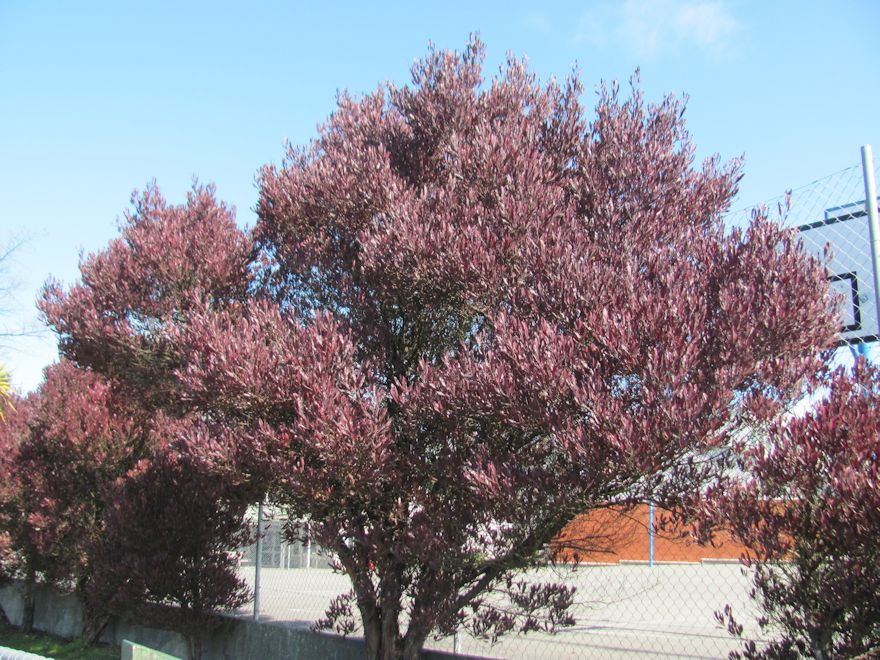 Dodonea Viscosa Purple