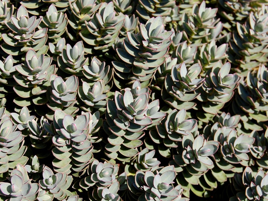 25x Hebe Red Edge - $5.59 each