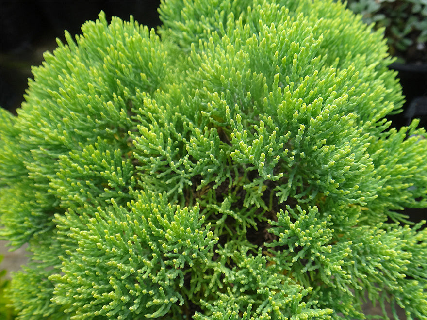 Hebe Cupressoides Nana