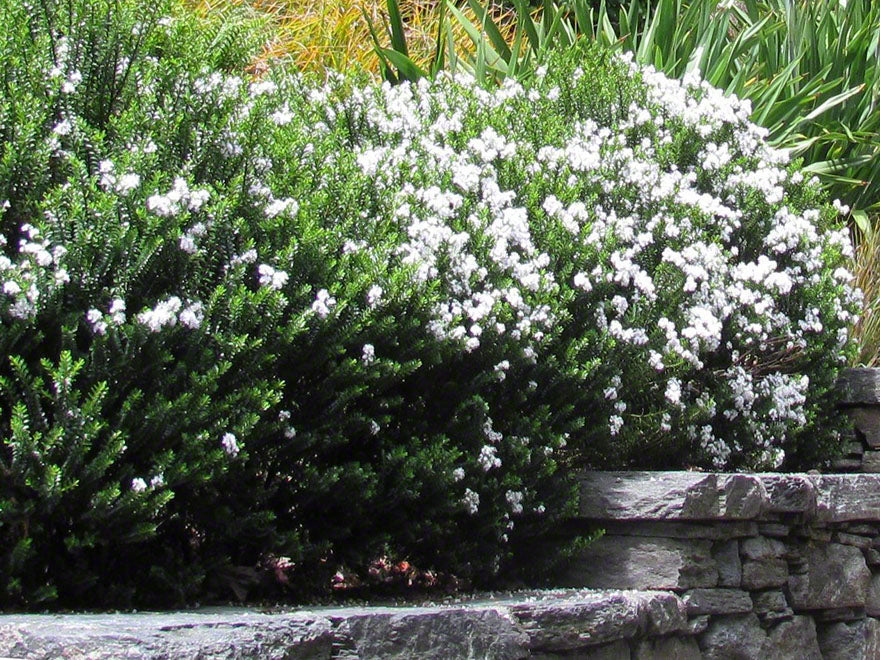 25x Hebe Odora - Box Hebe - $4.99 each