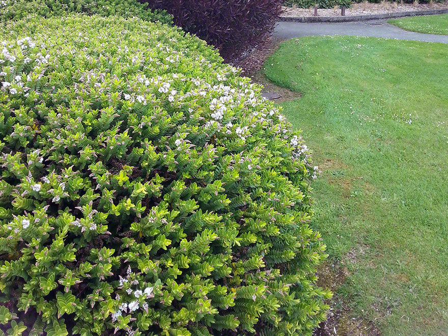 25x Hebe Odora - Box Hebe - $4.99 each