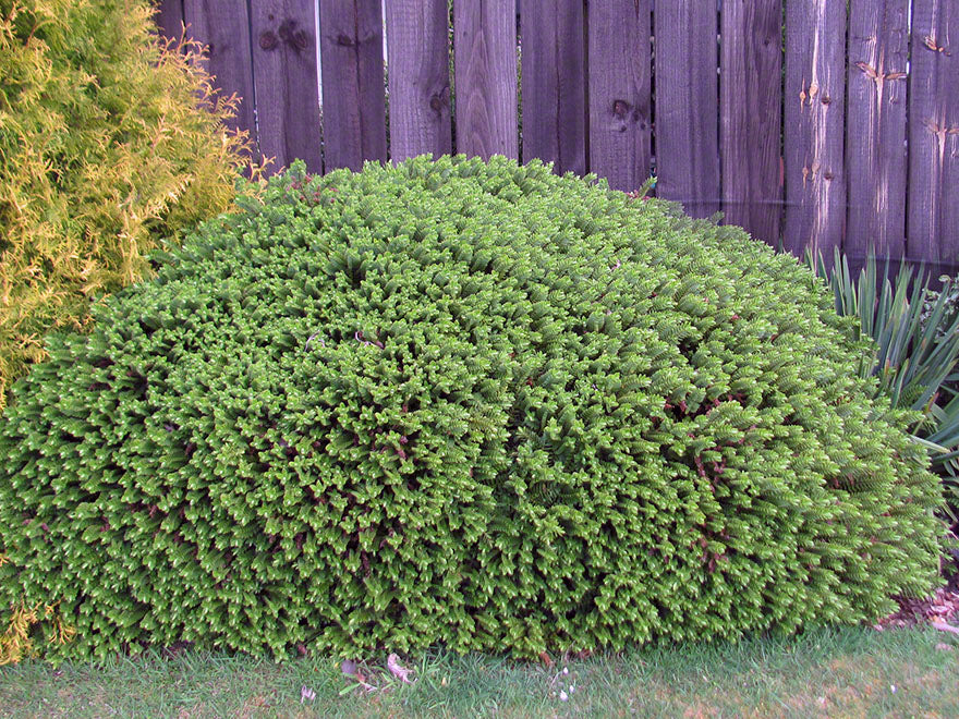 25x Hebe Odora - Box Hebe - $4.99 each