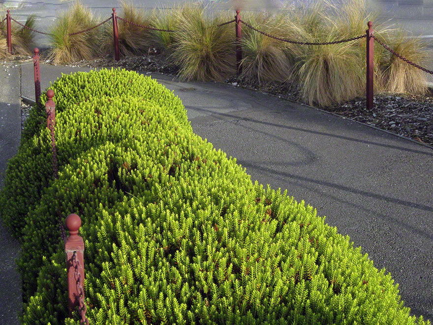 25x Hebe Odora - Box Hebe - $4.99 each