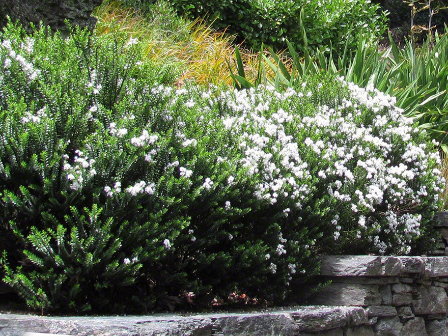 25x Hebe Odora - Box Hebe - $4.99 each