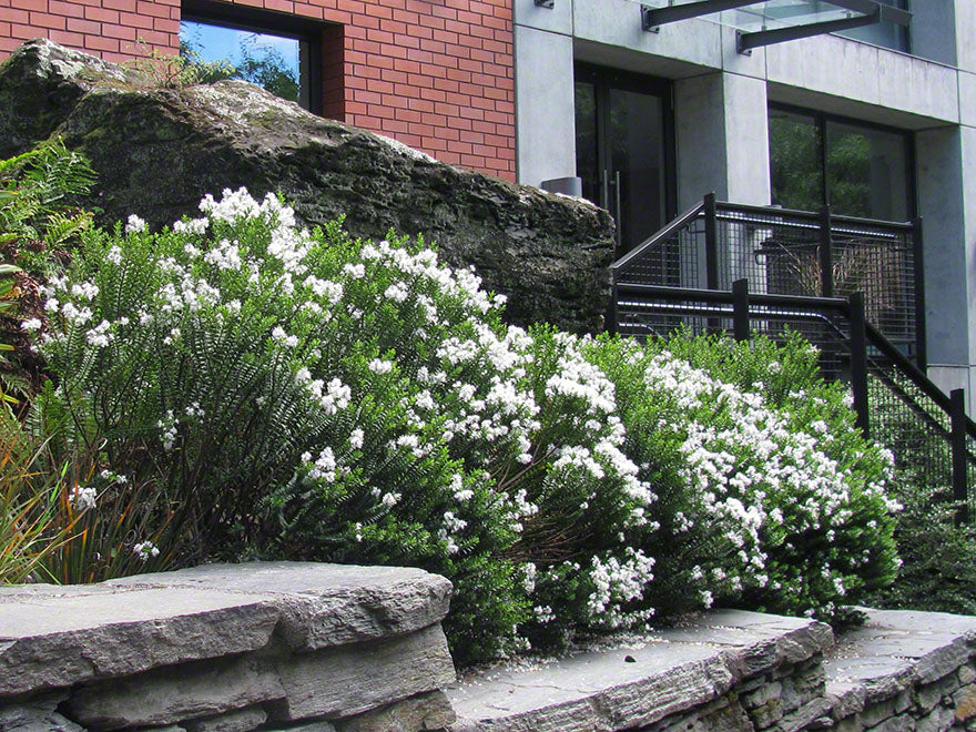 25x Hebe Odora - Box Hebe - $4.99 each