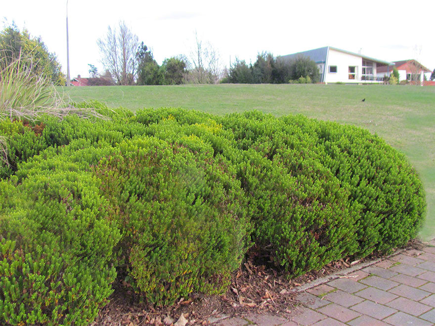 25x Hebe Odora - Box Hebe - $4.99 each