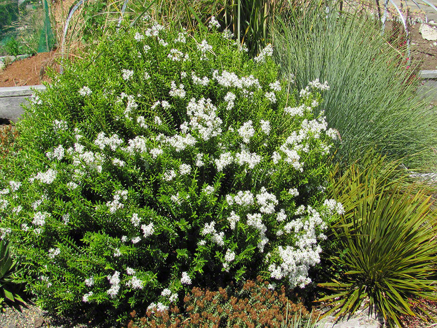 25x Hebe Odora - Box Hebe - $4.99 each