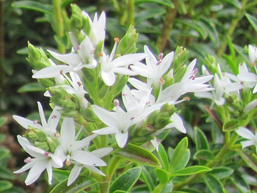 25x Hebe Odora - Box Hebe - $4.99 each