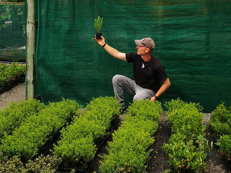 25x Hebe Odora - Box Hebe - $4.99 each