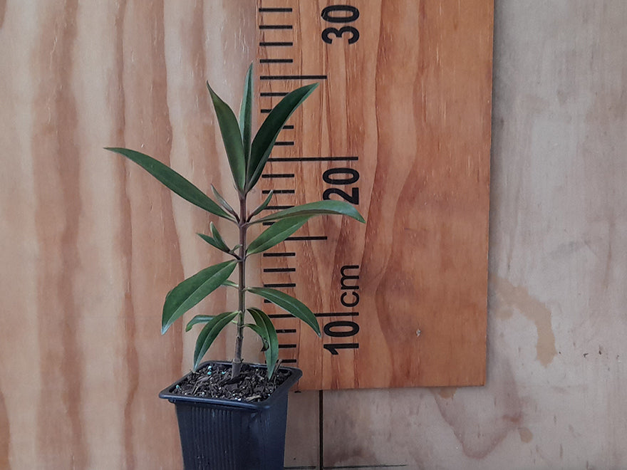 25x Hebe Totara Blue - $4.99 each