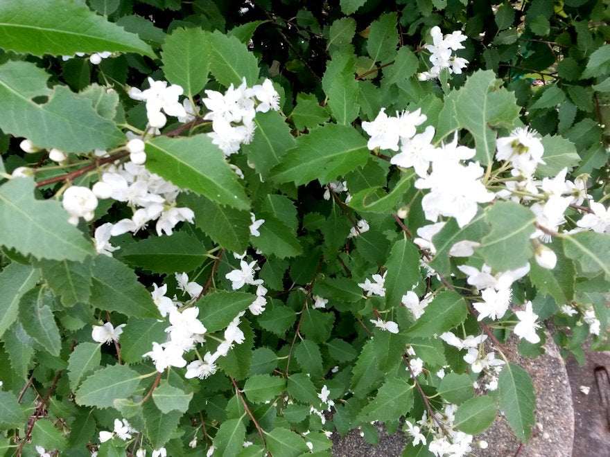 5x Lacebark - $5.99 each