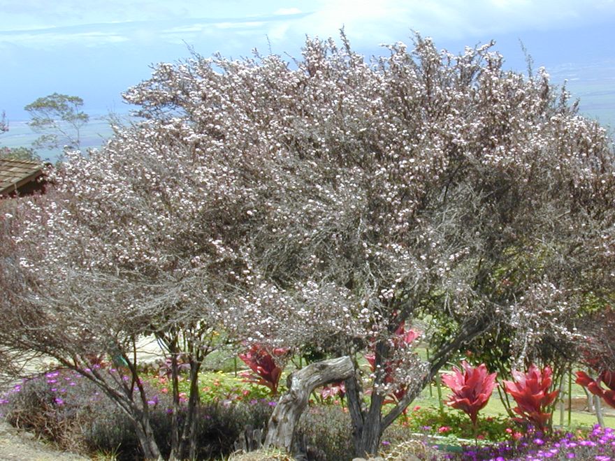Leptospermum Scoparium