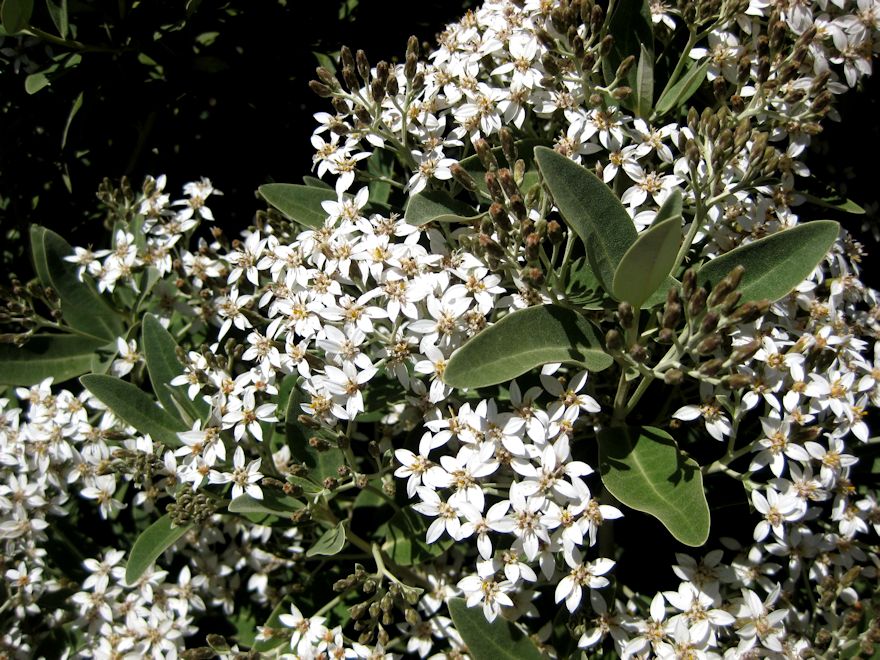 Olearia Haastii