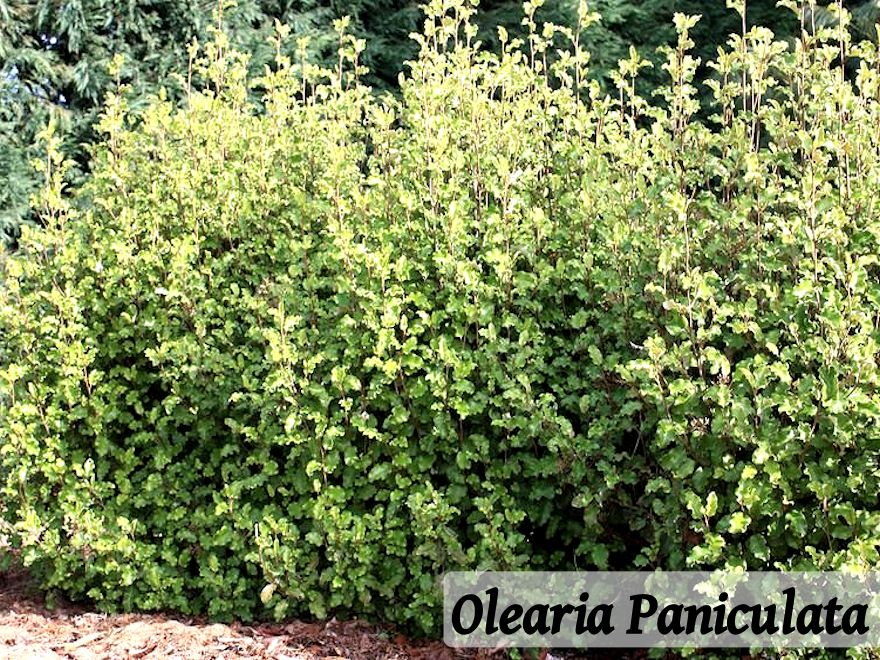 100x Shelter Combo - $3.99 trees & shrubs