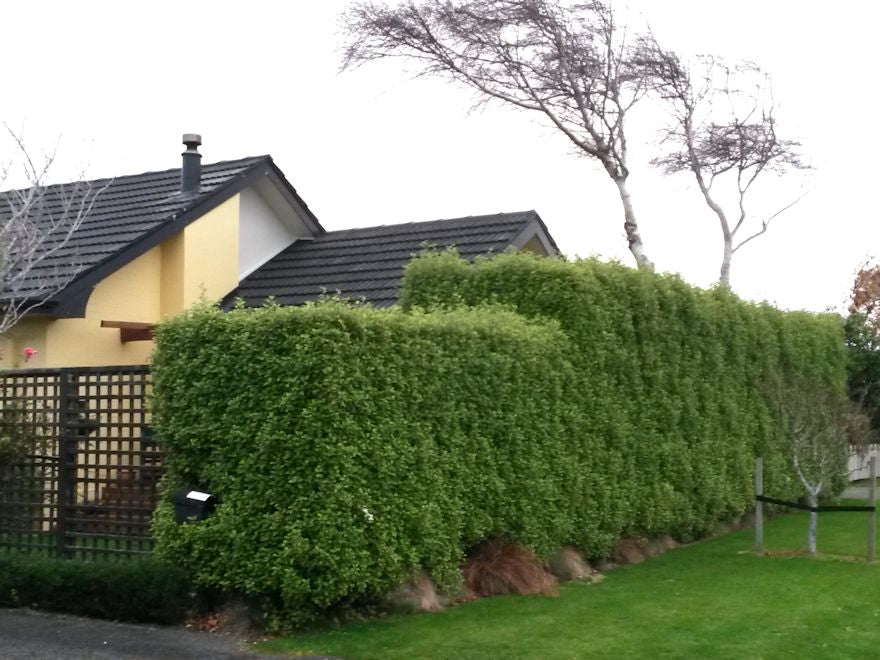 100x Shelter Combo - $3.99 trees & shrubs