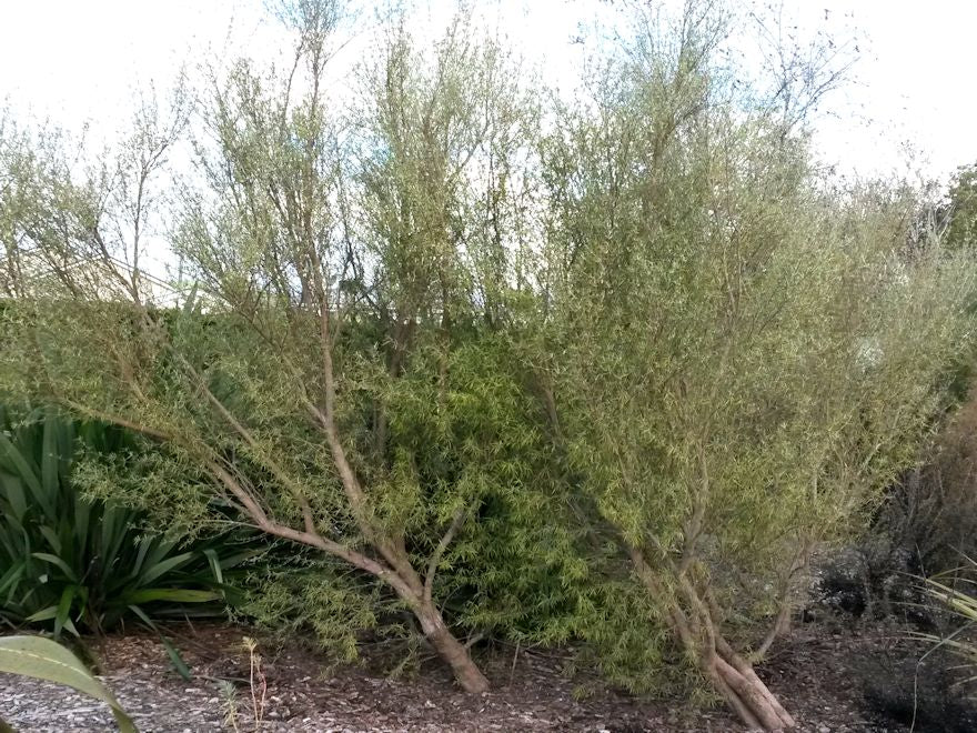 Olearia dartonii