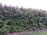 Olearia Paniculata