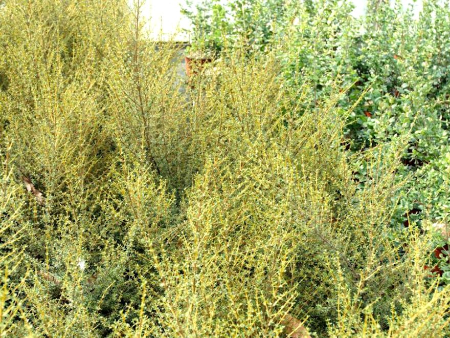 100x Golden Tree Daisy - $3.99 each