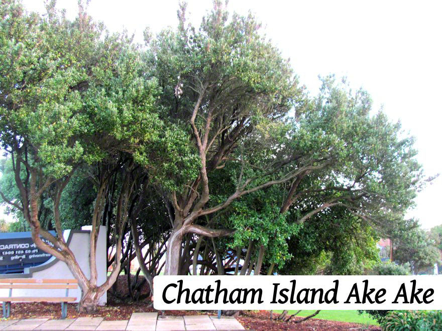 100x Shelter Combo - $3.99 trees & shrubs