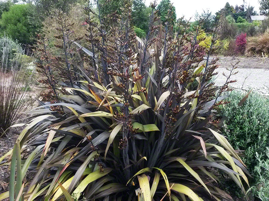 Phormium Black Rage x 10