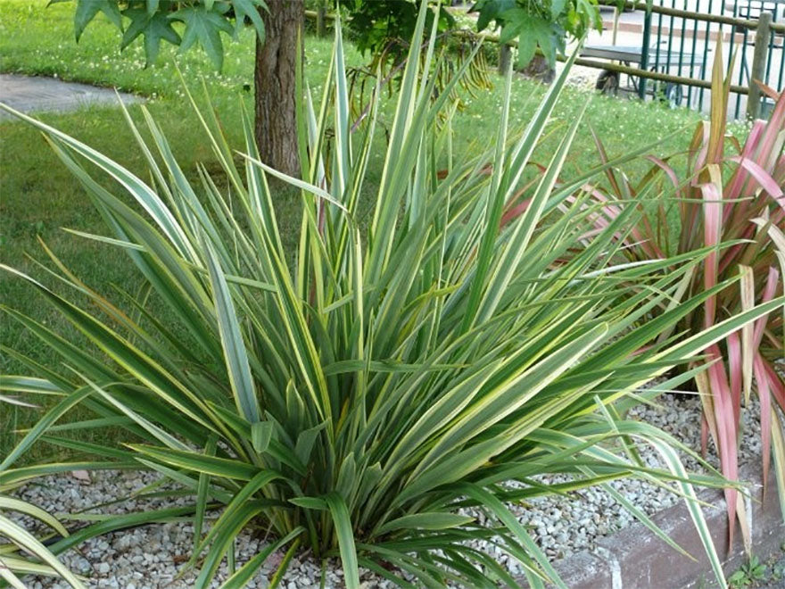 Phormium Duet
