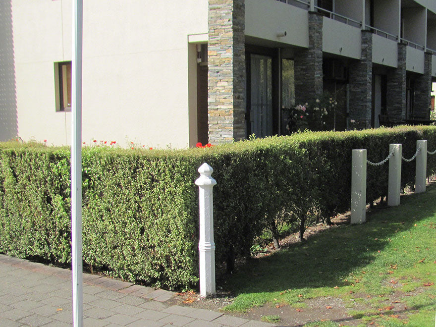 5x Kōhūhū - Pittosporum - $5.99 each