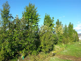 100x Shelter Combo - $3.99 trees & shrubs