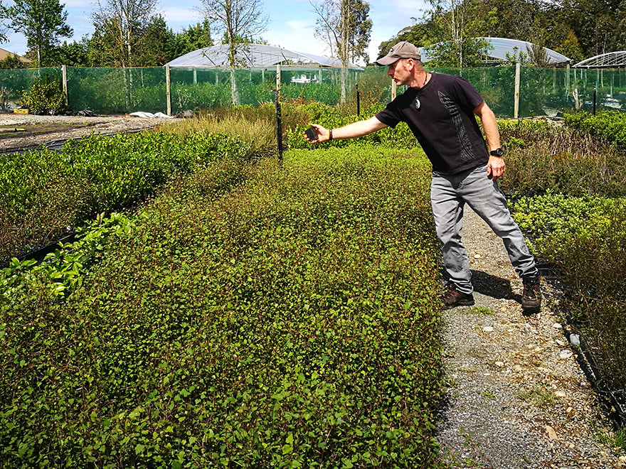 100x Shelter Combo - $3.99 trees & shrubs