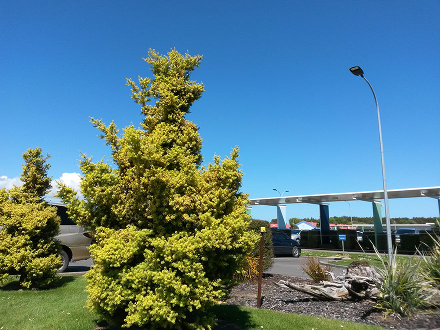 Podocarpus Totara Aurea