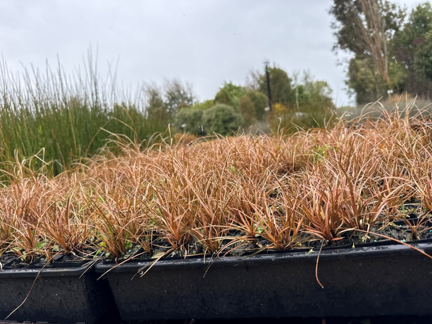 10x Carex Flagellifera Brown - $0.99c each