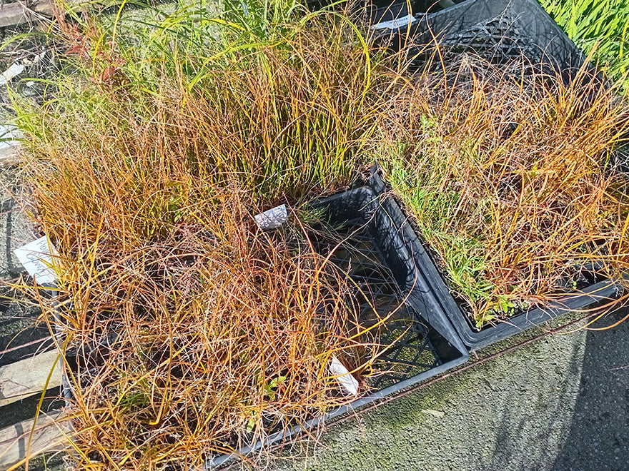 10x Carex Flagellifera Brown - $0.99c each