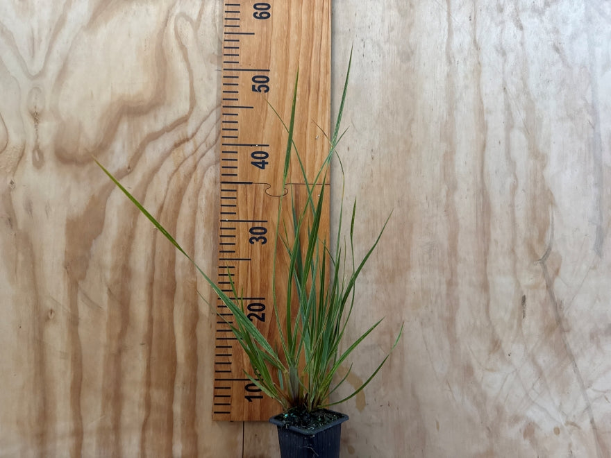 5x Chionochloa Conspicua - $7.99 each