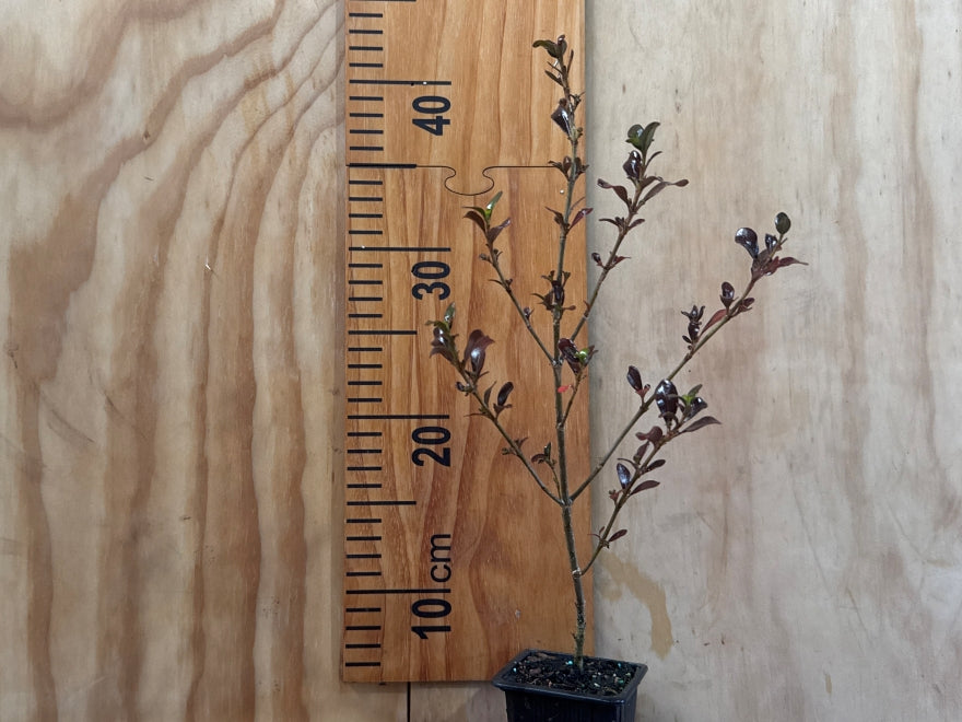 5x Coprosma Hot Chocolate - $5.99 each