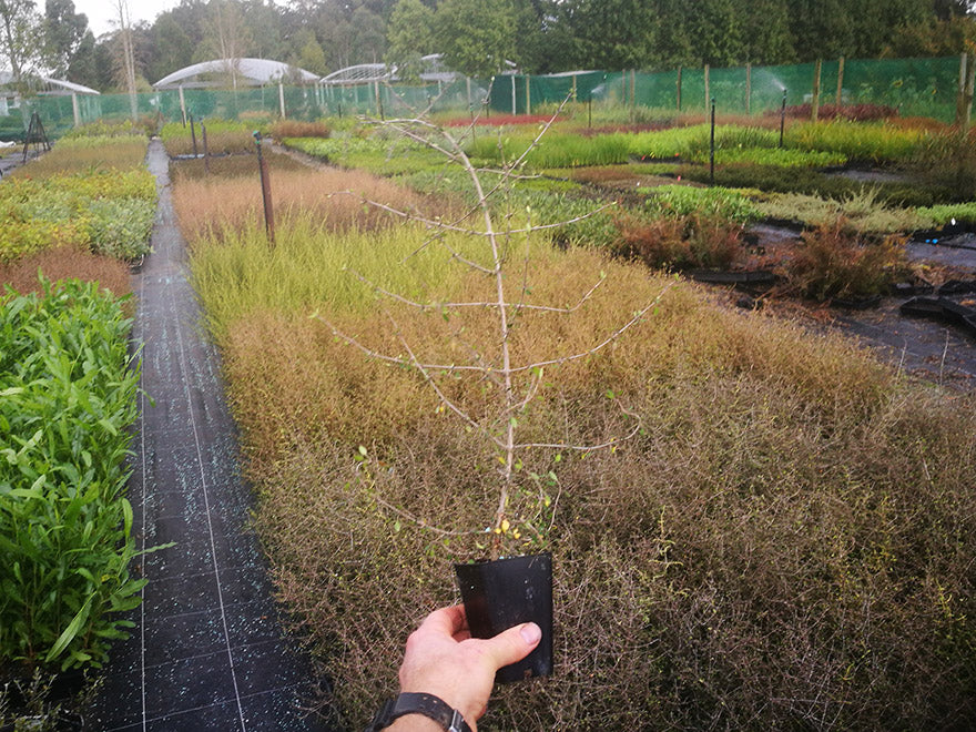 25x Mingi Mingi Coprosma - $4.99 each