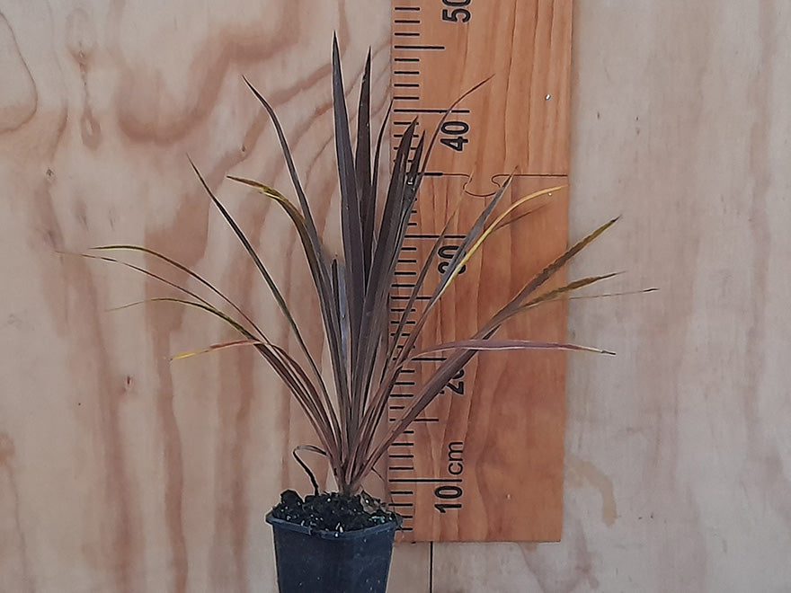 Cordyline Red Star x 1