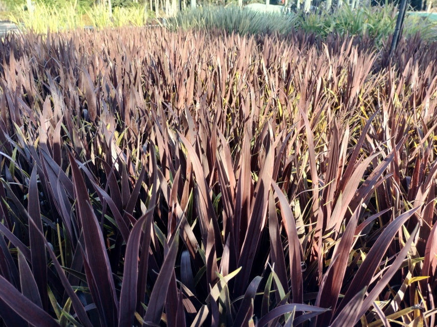 Cordyline Red Star x 1