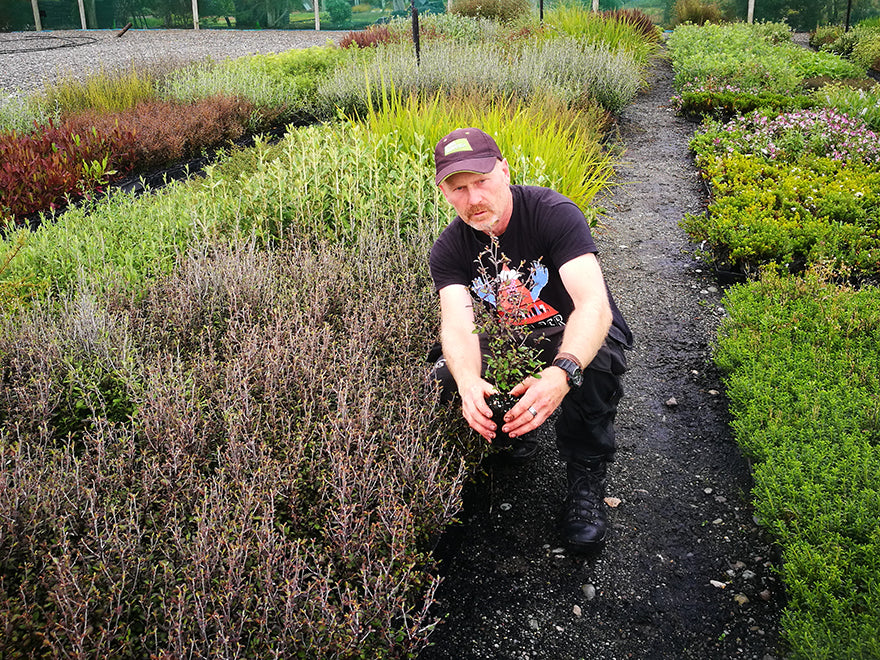 100x Shelter Combo - $3.99 trees & shrubs