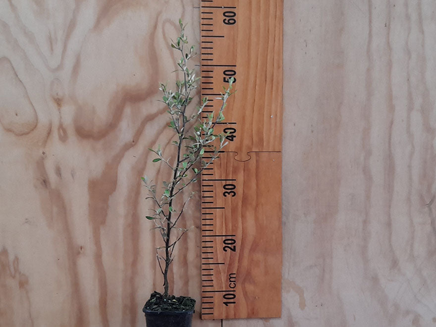 100x Corokia leprechaun - $3.99 each