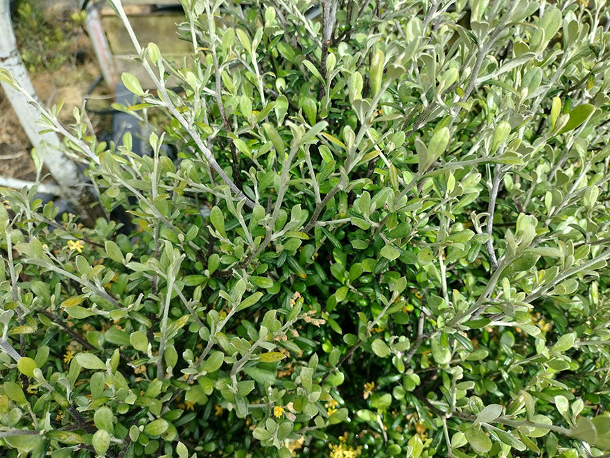 100x Corokia leprechaun - $3.99 each