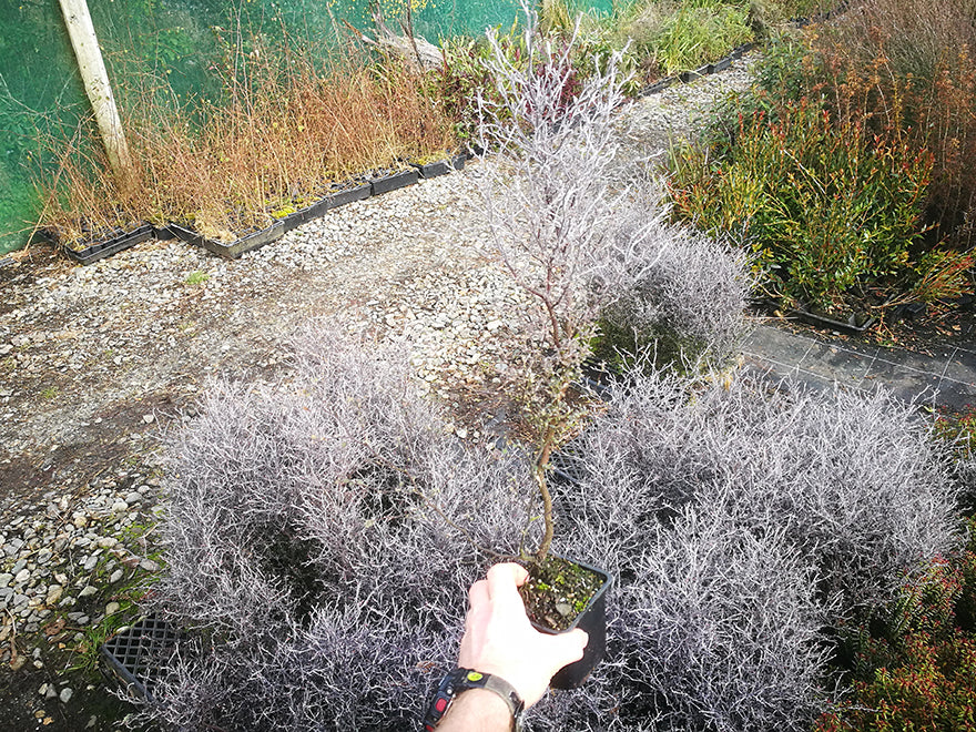 5x Corokia Little Prince - $9.99 each