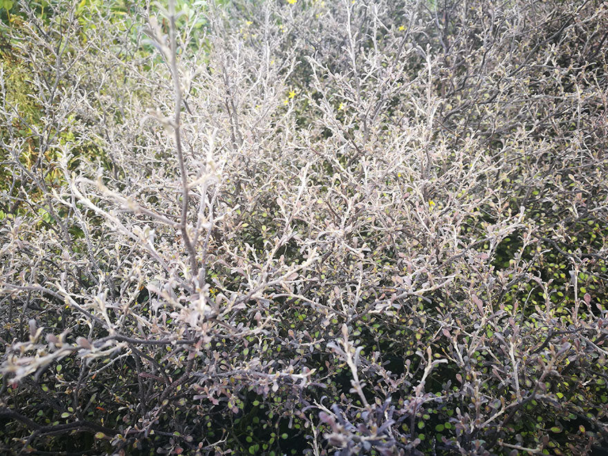 5x Corokia Little Prince - $9.99 each