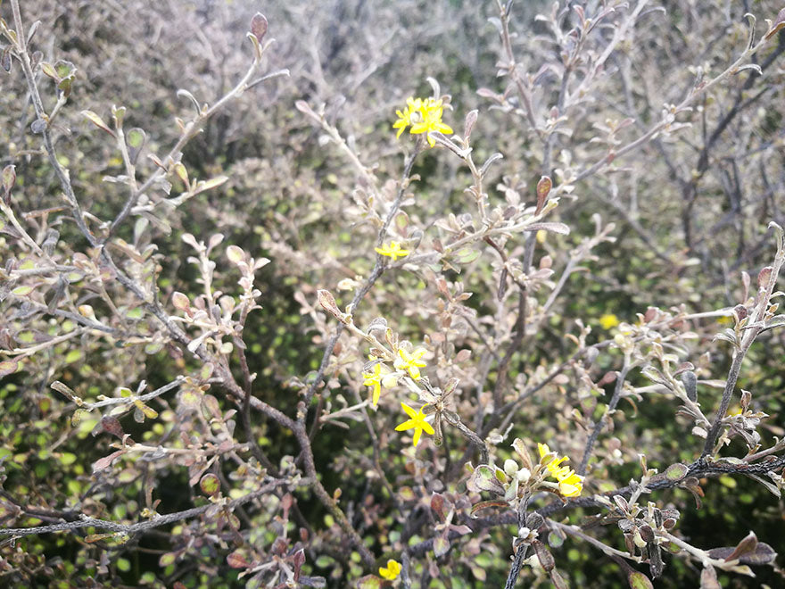 5x Corokia Little Prince - $9.99 each